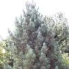 Alpenden (Pinus Cembra 'Glauca') -PlantenPracht Winkel picglauc 6