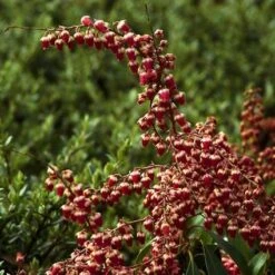 Rotsheide (Pieris Japonica 'Valley Valentine') -PlantenPracht Winkel pijvvale 10 2