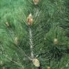 Den (Pinus Leucodermis) -PlantenPracht Winkel pileucod 8