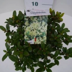 Dwergrhododendron (Rhododendron 'Princess- Anne') -PlantenPracht Winkel pincess ann c2 boven 2