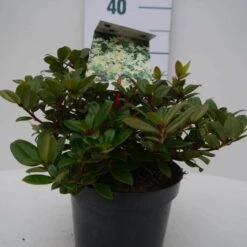 Dwergrhododendron (Rhododendron 'Princess- Anne') -PlantenPracht Winkel pincess ann c2 voor