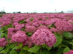 Hortensia (Hydrangea 'Pink Annabelle') -PlantenPracht Winkel pink annabelle 1