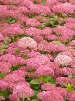 Hortensia (Hydrangea 'Pink Annabelle') -PlantenPracht Winkel pink annabelle 2