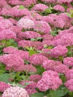 Hortensia (Hydrangea 'Pink Annabelle') -PlantenPracht Winkel pink annabelle 3