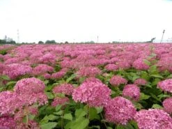 Hortensia (Hydrangea 'Pink Annabelle') -PlantenPracht Winkel pink annabelle 4