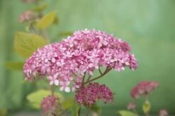 Hortensia (Hydrangea 'Pink Annabelle') -PlantenPracht Winkel pink annabelle 8