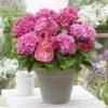 Hortensia Pink Pop (Hydrangea 'Music Collection') -PlantenPracht Winkel pink pop 2 1