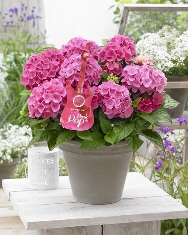 Hortensia Pink Pop (Hydrangea 'Music Collection') 3 Hortensia Pink Pop (Hydrangea 'Music Collection')