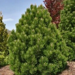 Dwerg Bergden (Pinus Mugo 'Wintergold') -PlantenPracht Winkel pinus heldreichii compact gem 1