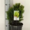 Bosnische Den (Pinus Heldreichii 'Compact Gem') -PlantenPracht Winkel pinus heldreichii compact gem c3 m