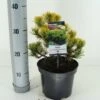 Dwerg Bergden (Pinus Mugo 'Wintergold') -PlantenPracht Winkel pinus mugo carstens wintergold c3 m