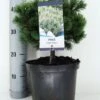 Dwerg Bergden (Pinus Mugo 'Mops') -PlantenPracht Winkel pinus mugo mops c5 m