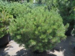 Bergden (Pinus Mugo Mughus) -PlantenPracht Winkel pinus mugo mughus 100 125 1