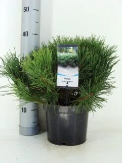 Bergden (Pinus Mugo Mughus) -PlantenPracht Winkel pinus mugo mughus c3 m 1