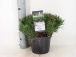 Bergden (Pinus Mugo Mughus) -PlantenPracht Winkel pinus mugo mughus c5 m 1