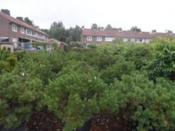 Bergden (Pinus Mugo Mughus) -PlantenPracht Winkel pinus mugo mughus diameter 100 125 150 c130 1