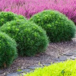 Dwerg Bergden (Pinus Mugo 'Varella') -PlantenPracht Winkel pinus mugo varella