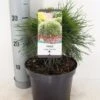 Dwerg Bergden (Pinus Mugo 'Varella') -PlantenPracht Winkel pinus mugo varella c3 m