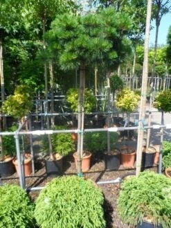 Den Op Stam (Pinus Nigra 'Brepo') -PlantenPracht Winkel pinus nigra brepo 130 150stam cont