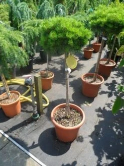 Den Op Stam (Pinus Nigra 'Brepo') -PlantenPracht Winkel pinus nigra brepo 60 80stam c20