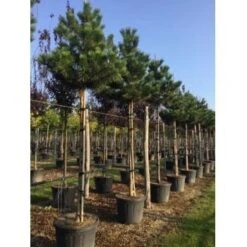 Oostenrijkse Den Als Boom (Pinus Nigra Nigra) 33 Oostenrijkse Den Als Boom (Pinus Nigra Nigra) -PlantenPracht Winkel pinus nigra nigra 18 20 1