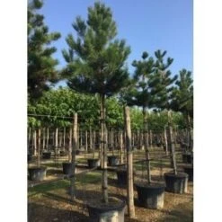 Oostenrijkse Den Als Boom (Pinus Nigra Nigra) 37 Oostenrijkse Den Als Boom (Pinus Nigra Nigra) -PlantenPracht Winkel pinus nigra nigra 20 25 1