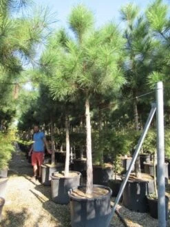 Oostenrijkse Den Als Boom (Pinus Nigra Nigra) -PlantenPracht Winkel pinus nigra nigra 20 25 2