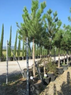 Oostenrijkse Den Als Boom (Pinus Nigra Nigra) -PlantenPracht Winkel pinus nigra nigra 20 25 3