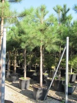 Oostenrijkse Den Als Boom (Pinus Nigra Nigra) 36 Oostenrijkse Den Als Boom (Pinus Nigra Nigra) -PlantenPracht Winkel pinus nigra nigra 20 25 4 1