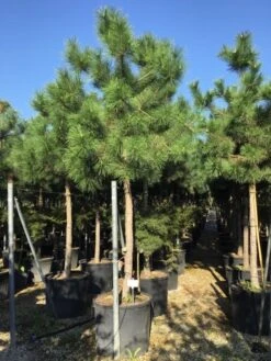 Oostenrijkse Den Als Boom (Pinus Nigra Nigra) -PlantenPracht Winkel pinus nigra nigra 2025