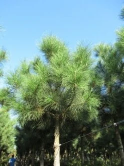 Oostenrijkse Den Als Boom (Pinus Nigra Nigra) -PlantenPracht Winkel pinus nigra nigra 2