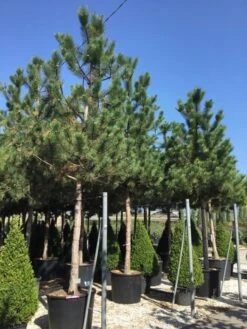 Oostenrijkse Den Als Boom (Pinus Nigra Nigra) 39 Oostenrijkse Den Als Boom (Pinus Nigra Nigra) -PlantenPracht Winkel pinus nigra nigra 30 35 1