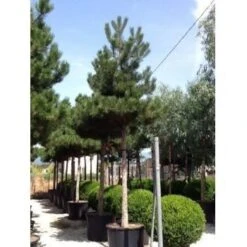 Oostenrijkse Den Als Boom (Pinus Nigra Nigra) -PlantenPracht Winkel pinus nigra nigra 30 35 1