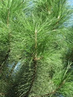 Oostenrijkse Den Als Boom (Pinus Nigra Nigra) -PlantenPracht Winkel pinus nigra nigra 3