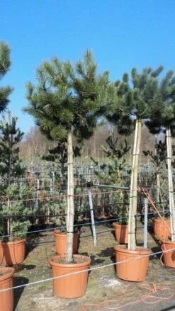 Oostenrijkse Den Als Boom (Pinus Nigra Nigra) -PlantenPracht Winkel pinus nigra nigra stamboom 250 300
