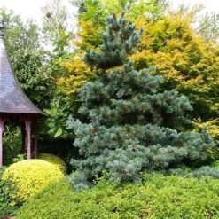 Blauwe Japanse Den (Pinus Parviflora 'Glauca') -PlantenPracht Winkel pinus parviflora glauca