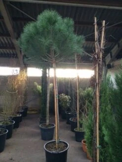Parasolden Op Stam (Pinus Pinea) -PlantenPracht Winkel pinus pinea 2