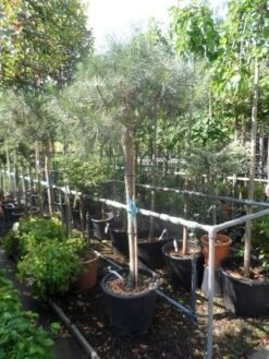 Parasolden Op Stam (Pinus Pinea) -PlantenPracht Winkel pinus pinea 120 150stam c50 2