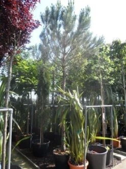 Parasolden Op Stam (Pinus Pinea) -PlantenPracht Winkel pinus pinea 20 25 ho cont 2
