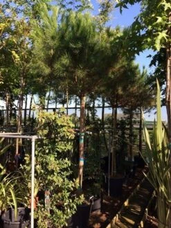 Parasolden Op Stam (Pinus Pinea) -PlantenPracht Winkel pinus pinea 2025cm stam 200cm 2