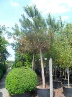 Parasolden Op Stam (Pinus Pinea) -PlantenPracht Winkel pinus pinea 30 40ho c350