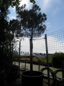 Parasolden Op Stam (Pinus Pinea) -PlantenPracht Winkel pinus pinea 35 40 ho c750 2