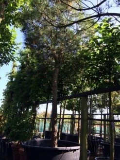 Parasolden Op Stam (Pinus Pinea) -PlantenPracht Winkel pinus pinea 3540cm c750 250cm stam