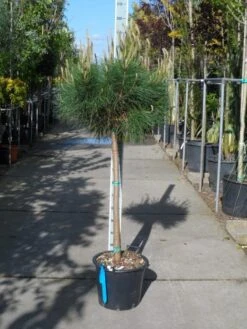 Parasolden Op Stam (Pinus Pinea) -PlantenPracht Winkel pinus pinea halfstam c30 2