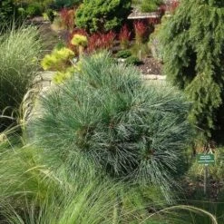 Bergden (Pinus Strobus 'Radiata') 9 Bergden (Pinus Strobus 'Radiata') -PlantenPracht Winkel pinus strobus radiata