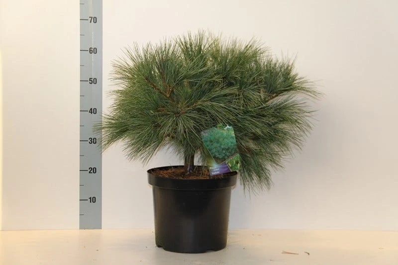 Bergden (Pinus Strobus 'Radiata') 4 Bergden (Pinus Strobus 'Radiata') - Afbeelding 2