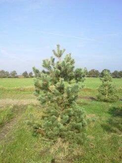 Grove Den, Solitair (Pinus Sylvestris) 24 Grove Den, Solitair (Pinus Sylvestris) -PlantenPracht Winkel pinus sylvestris 200 1