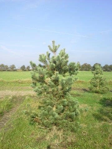 Grove Den, Solitair (Pinus Sylvestris) 11 Grove Den, Solitair (Pinus Sylvestris) - Afbeelding 9