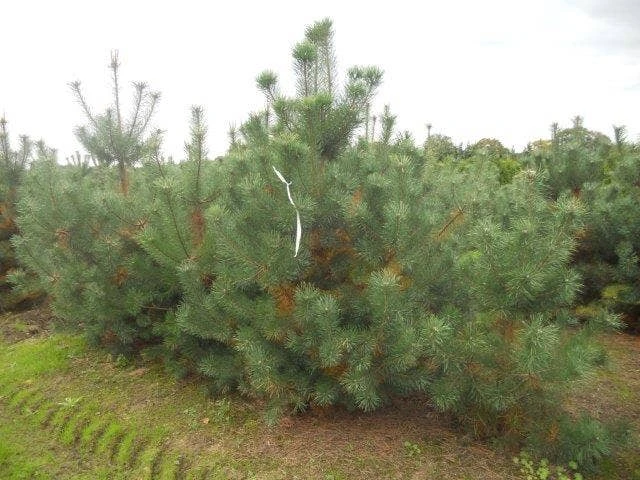 Grove Den, Solitair (Pinus Sylvestris) 12 Grove Den, Solitair (Pinus Sylvestris) - Afbeelding 10