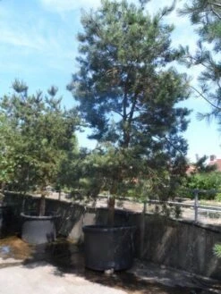 Grove Den, Solitair (Pinus Sylvestris) 26 Grove Den, Solitair (Pinus Sylvestris) -PlantenPracht Winkel pinus sylvestris 350 400 450 c1000 1